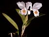 Cattleya schroderae-p5010681-jpg