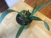 Mystery plant &amp; care help - possibly Miltoniopsis Pansy Orchid-orchid-1-alt-jpg