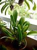 Health diagnosis needed for newly purchased cattleya-p1020803-jpg