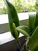 Health diagnosis needed for newly purchased cattleya-p1020807-jpg