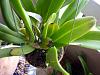 Health diagnosis needed for newly purchased cattleya-p1020832-jpg