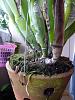 Health diagnosis needed for newly purchased cattleya-p1020844-jpg