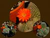 succulents in bloom-rebutia-muscula-2015-jpg