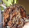 Health diagnosis needed for newly purchased cattleya-rootsinhusk-jpg