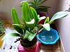 Health diagnosis needed for newly purchased cattleya-cattpostop-jpg