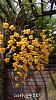 Dendrobium of my garden from Taiwan-neo2-jpg