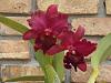 Pot. Mem. Edward Wong '#1' X Exotic Ruby 'Exotic Orchids'-pot-mem-edward-wong-1-exotic-ruby-exotic-orchids-224-jpg