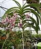 Vanda tricolor, var suavis-vanda-tricolor-var-suavis-dscn0060-50pct-jpg