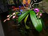 My orchid blooms-dscn0786-jpg