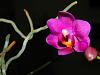 My orchid blooms-dscn0806-jpg