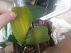 Phal is dying/thriving at the same time? orchid newbie-20150512_202253-jpg