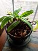 How to revive Phragmipedium orchid?-fullsizerender-3-jpg