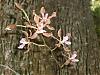 Mounted Encyclia selligera-nice-flower-jpg
