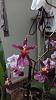 Oncidium sharry baby?-uploadfromtaptalk1431860627683-jpg