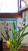 Oncidium sharry baby?-uploadfromtaptalk1431933410642-jpg