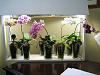 Building light boxes for Phals-orchid1-jpg