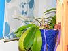 Newbie needs advice for Phal with bloom blast and sideways stems-dscn0229-jpg