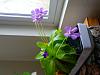 Pinguicula aka Butterworts-20150115_130114-jpg