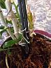 Help needed for cultivating a Dendrobium Nobile in Mediterranean weather-imageuploadedbytapatalk1433152992-561671-jpg