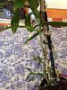 Help needed for cultivating a Dendrobium Nobile in Mediterranean weather-imageuploadedbytapatalk1433153017-309374-jpg