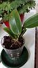 cattleya seedling care and potting-uploadfromtaptalk1433171740455-jpg