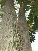 Mounted Encyclia selligera-trunk-jpg
