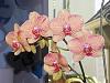 My orchid blooms-dscn1346-jpg