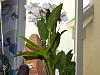 My orchid blooms-dscn1375-jpg