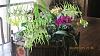 Brassia Rex 'Sakata' AM-img_0145-resized-table-decoration-800-600-jpg