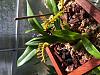 Bulbophyllum falcatum-image-jpg