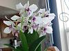 Longest blooming orchids?-dscn1350-jpg