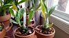 Catasetum care, watering and fertilizer-uploadfromtaptalk1433966190986-jpg