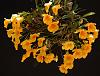 Dendrobium jenkensii-dendrobium-jenkensii-3-jpg