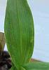 Lemboglossum Leaf chlorosis-lembo-leaf2-jpg