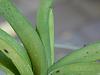 Vanda coerulea new growth-dscn1621-jpg