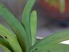 Vanda coerulea new growth-dscn1705-jpg