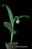 Geodorum densiflorum-Nodding Swamp Orchid-geodorum-densiflorum-1-jpg