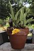 Promenaea silvana-prom-silvana-bloom-late-spring-2015-plant-pot-jpg