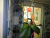 Three year old noid phalaenopsis hasn't bloomed-dscn0247-jpg