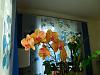 Three year old noid phalaenopsis hasn't bloomed-dscn1657-jpg