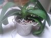 Three year old noid phalaenopsis hasn't bloomed-20150620_104654-jpg