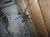 Eight-Legged Friends (don't click if you're arachnophobic)-uploadfromtaptalk1434872982860-jpg