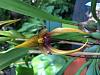 Bulbophyllum Carunculatum x bulbophyllum paluense-image-jpg
