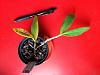 Epidendrum stamfordianum with spots and dying leaves-img_4605-jpg
