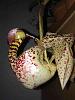 Coryanthes macranthe x sib-imageuploadedbytapatalk1436100083-575107-jpg