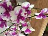 The Six Horticultural Groups of Dendrobium-image-jpg