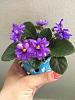 African Violet Rob's Astro Zombie-imageuploadedbytapatalk1436896226-151180-jpg