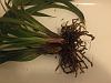 Cymbidium NOID - gift that was not cared for-img_4237-jpg