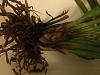 Cymbidium NOID - gift that was not cared for-img_4238-jpg