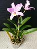 New and first cattleya..care and repot pls-img_20150716_130902-jpg